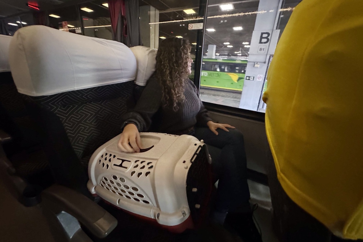 Minas Gerais regulamenta transporte de animais em ônibus intermunicipais